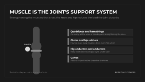 Diagram of the muscles that support the knee and hip: quadriceps, hamstrings, glutes, hip abductors and adductors, and calves