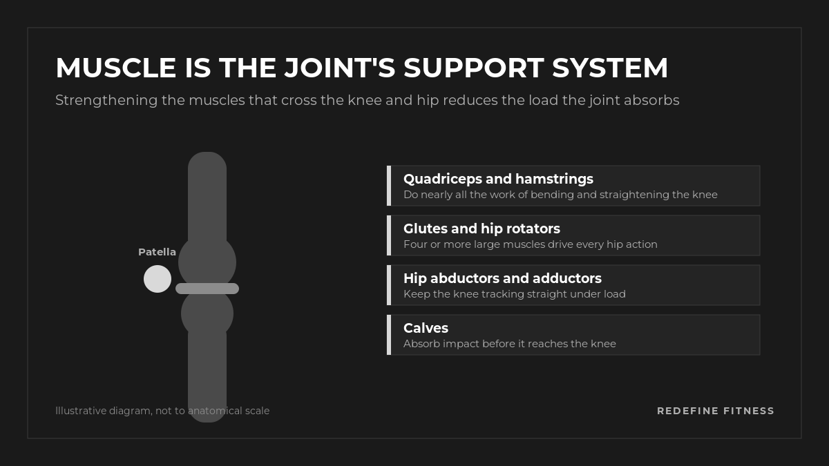 Diagram of the muscles that support the knee and hip: quadriceps, hamstrings, glutes, hip abductors and adductors, and calves