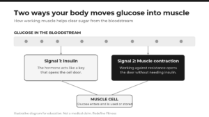 Redefine Strength Training Diabetes Glucose Muscle — Redefine Fitness, medical fitness on Long Island
