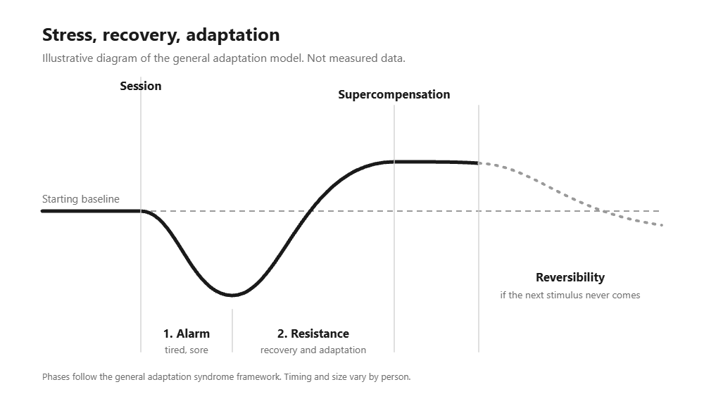 Illustrative diagram of the general adaptation model: a session pushes performance below baseline (alarm), recovery brings it above baseline (resistance and supercompensation), and without a new stimulus it drifts back toward baseline (reversibility)